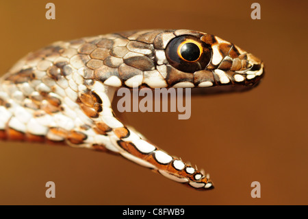 Juvenile Montpelier Schlange (Malpolon Monspessulanus) Stockfoto