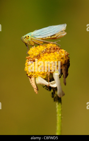 Grüne Leafhopper (Cicadella viridis) Stockfoto