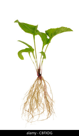 Echinacea Purpurea Sämling auf weißem Hintergrund - isoliert Stockfoto