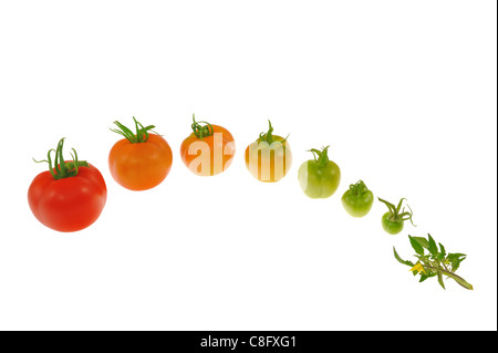 Entwicklung der rote Tomate in Zeile isoliert auf weißem Hintergrund Stockfoto