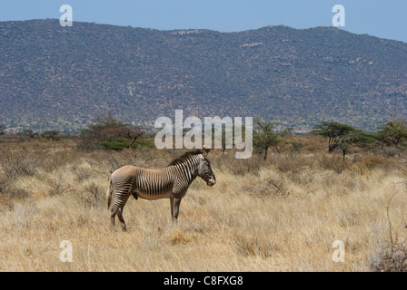 GREVY Zebra (Equus Grevyi) von Samburu Stockfoto