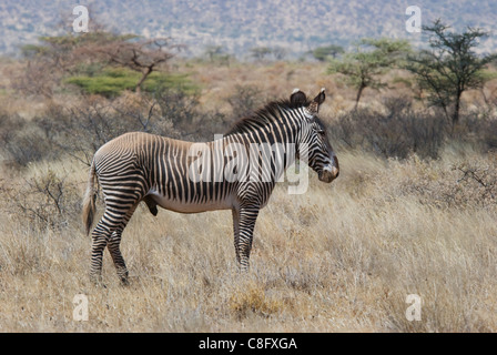 GREVY Zebra (Equus Grevyi) von Samburu Stockfoto