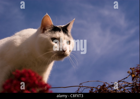 Weiße und schwarze Katze HERUMSTREICHEN AUF ZWEIG MIT BLAUEN UND bewölkter Himmel und rote Blume Stockfoto