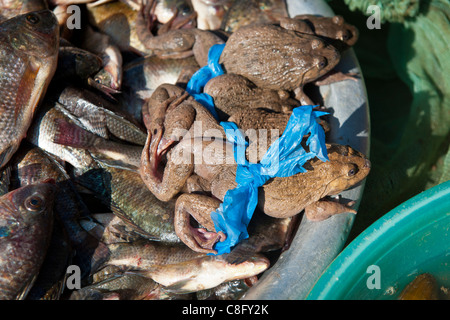 Essbare Leben Frösche in Sapa Markt zu verkaufen. Nord-Vietnam Stockfoto