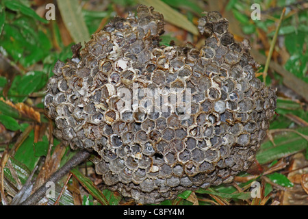 Kamm des Apis Florea, Honigbiene, Indien Stockfoto