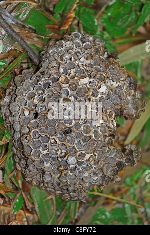 Kamm des Apis Florea, Honigbiene, Indien Stockfoto