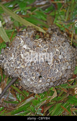 Kamm des Apis Florea, Honigbiene, Indien Stockfoto