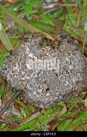 Kamm des Apis Florea, Honigbiene, Indien Stockfoto