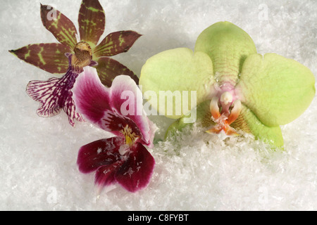 drei Orchidee blüht in Kunstschnee Stockfoto