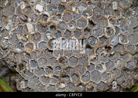 Kamm des Apis Florea, Honigbiene, Indien Stockfoto