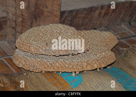 Kamm des Apis Florea, Honigbiene, Indien Stockfoto