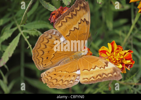 Cirrochroa Thais, Tamil Yeoman, Insekten, Schmetterling, Indien Stockfoto