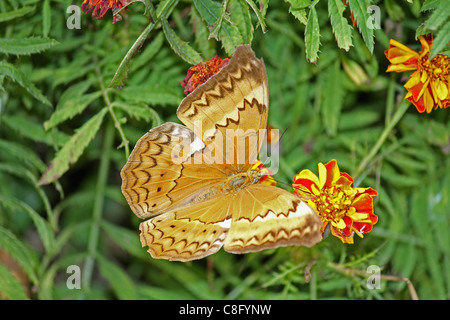 Cirrochroa Thais, Tamil Yeoman, Insekten, Schmetterling, Indien Stockfoto