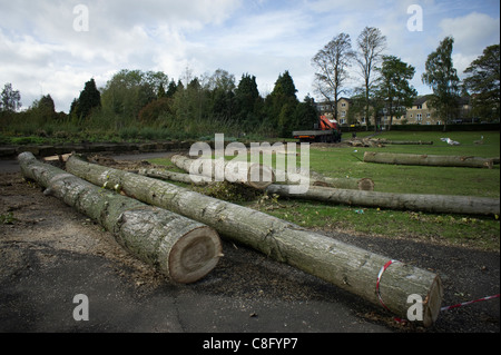 Baum Fällen, für die Sicherheit im Millhouses Park in Sheffield Stockfoto