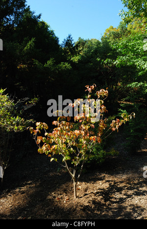 Satomi Hartriegel Baumpflanzung in Highland Park. Stockfoto