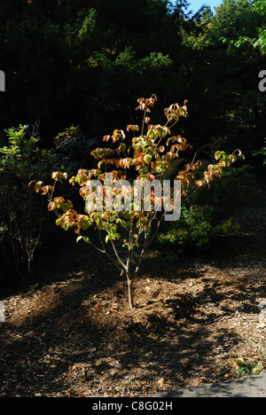 Hartriegel Baumpflanzung in Highland Park. Stockfoto