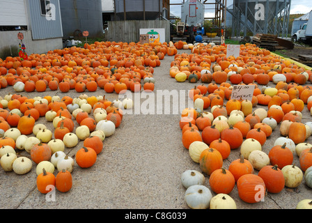 Orangefarbene Kürbisse und Wirtschaftsgebäuden. Stockfoto