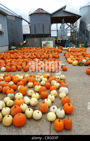 Orangefarbene Kürbisse und Wirtschaftsgebäuden. Stockfoto