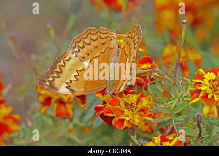 Cirrochroa Thais, Tamil Yeoman, Insekten, Schmetterling, Indien Stockfoto