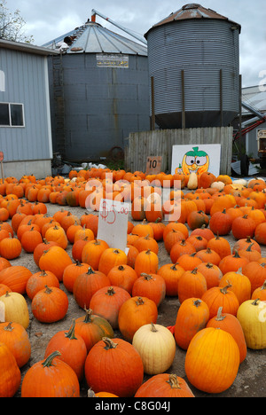 Orangefarbene Kürbisse durch Größe und Preis auf Straße Seite Markt ausgebreitet. Stockfoto