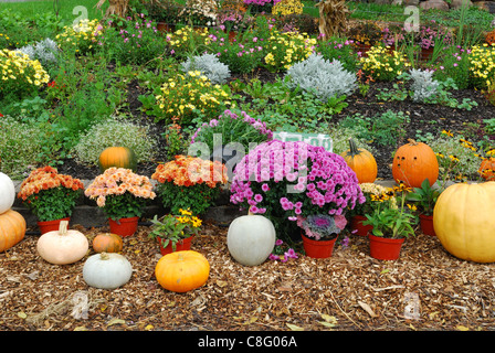 Bauerngarten mit Mütter und Kürbisse am Straßenrand. Stockfoto