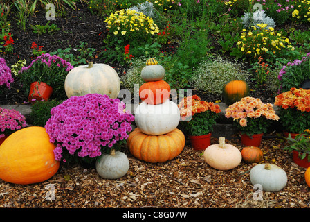 Bauerngarten mit Mütter und Kürbisse am Straßenrand. Stockfoto