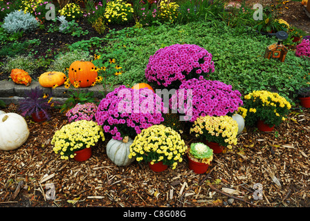 Bauerngarten mit Mütter und Kürbisse am Straßenrand. Stockfoto