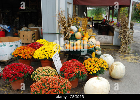 Mütter und Kürbisse auf am Straßenrand Bauernmarkt. Stockfoto