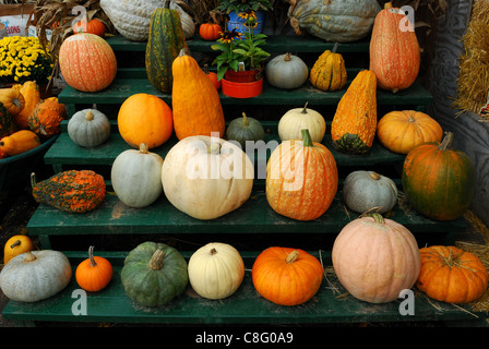 Bauer am Straßenrand Markt Anzeige der verschiedenen Kürbissen und Kürbisse. Stockfoto