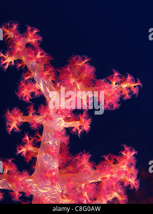 Dendronephthya Hemprichi Weichkorallen Stockfoto