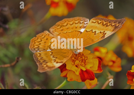 Cirrochroa Thais, Tamil Yeoman, Insekten, Schmetterling, Indien Stockfoto