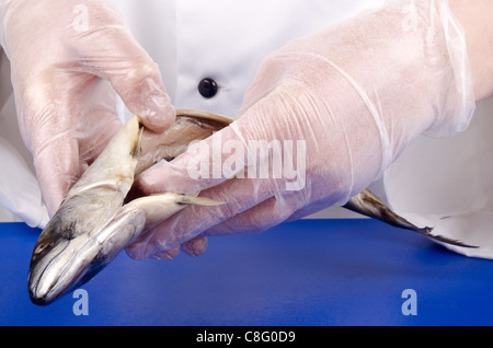 Köchin hält eine gereinigte und offene frische Makrele Stockfoto