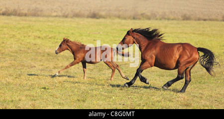 Stute und ihr Fohlen in einem Herbst Feld frei laufen. (Die Rasse ist "Rumänischen Licht Heavy-Weight"). Stockfoto