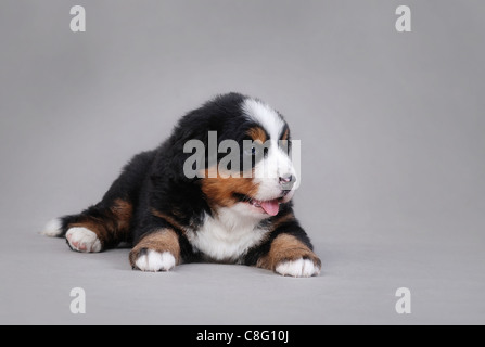 Berner Sennenhund Welpen Porträt auf grauem Hintergrund Stockfoto