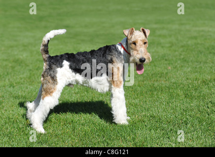 Wire Fox Terrier Porträt in Show-pose Stockfoto