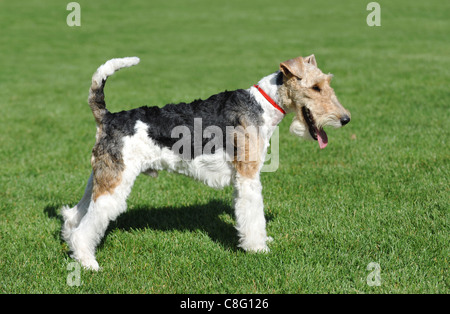 Wire Fox Terrier Porträt in Show-pose Stockfoto