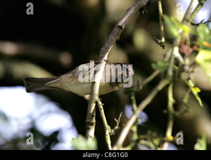 Weibliche Buchfinken (Fringilla Coelebs) auf dem Zweig der Weißdorn in einem englischen Garten Stockfoto