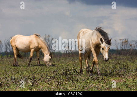 Zwei New Forest Ponys Weiden auf den New Forest. Das Gebiet hatte kontrolliertes abbrennen, neues Wachstum zu fördern. Stockfoto