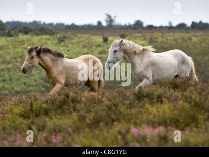 Zwei New Forest Ponys ausführen durch Heather. Dies ist im New Forest National Park, Hampshire, UK. Stockfoto