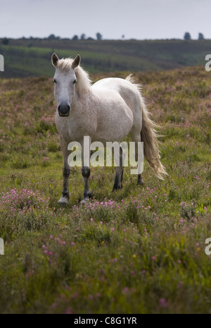 Eine schöne weiße Pony stehen in Blüte Heather Blick auf den Betrachter. New Forest Nationalpark, Hampshire, UK. Stockfoto