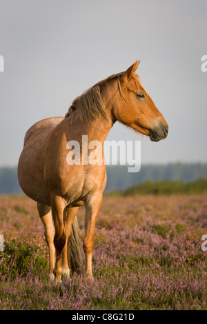 Ein Pony stehen in blühende Heide im Sonnenschein. New Forest Nationalpark, Hampshire, UK. Stockfoto