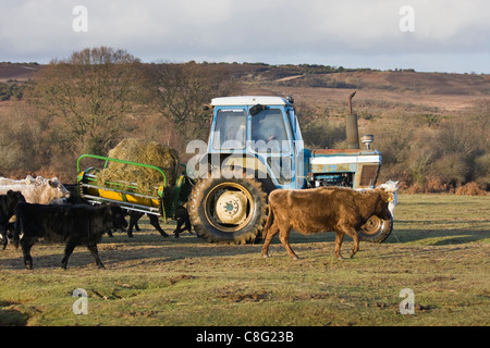 Ein Landwirt einen Traktor zu fahren Fütterung von Rindern auf der New Forest im Winter. Es ist ein sonniger Wintertag. Stockfoto