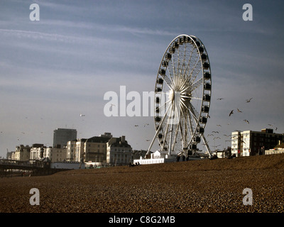 Brighton Wheel - Riesenrad (das Brighton Auge) am Strand Stockfoto