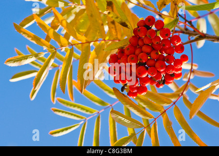 Eine Reihe von eine Reife rote Asche Beeren und gelbe Rowan lässt gegen zarten blauen Himmel an einem sonnigen Herbsttag Oktober Stockfoto