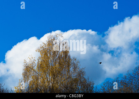 Eine Gelb-Birke und eine einsame Krähe im Flug gegen eine riesige weiße Wolke und tiefblauen Himmel Stockfoto