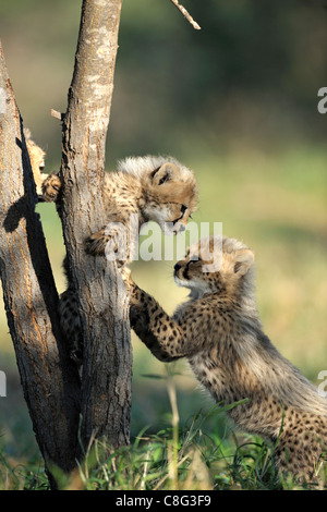 Gepard (Acinonyx Jubatus) Stockfoto