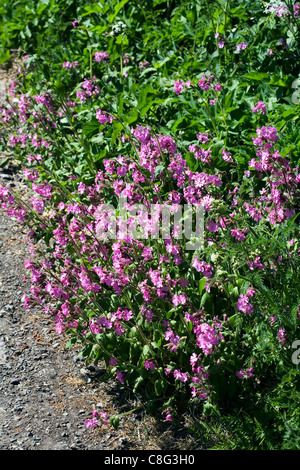 Red Campion in einer Hecke in der Nähe von Whaley Bridge Derbyshire England Stockfoto