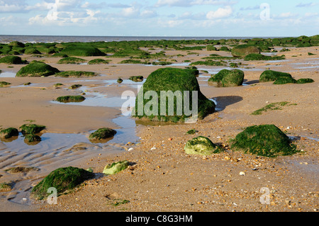 Seegras bedeckt Felsen am Strand, Hunstanton, Norfolk, England, UK Stockfoto