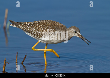 Juvenile weniger Yellowlegs (Tringa Flavipes) schlucken eine Wurm, Str. Marys, Isles of Scilly, Cornwall Stockfoto