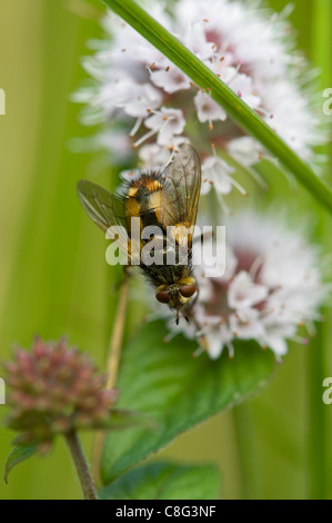 Die Fliege Tachina Fera ruht auf einer Blume Stockfoto